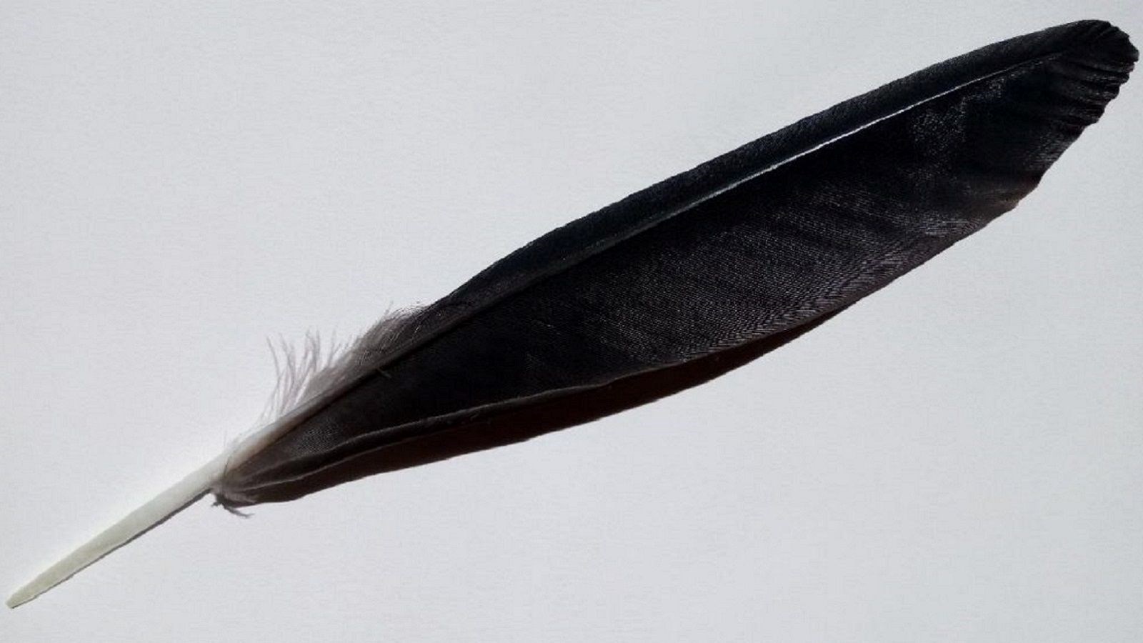Feather